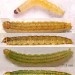 Larvae • On Conium maculatum. June. Cheshire. Imagines reared. • © Ian Smith
