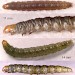 Larvae • June. On Heracleum sphondylium. Chesh. & Salop. Imagines reared. • © Ian Smith