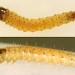 Larva • Early instar larva. In stem of Apium nodiflorum. Early July. Cheshire. • © Ian Smith