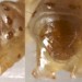Larval plates • in stem of Apium nodiflorum. July. Imago reared. • © Ian Smith