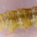 Larva • Wallasey, Cheshire • © Ian Smith