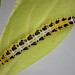 Larva • Plymouth, Devon. On Lithospermum officinale • © Bob Heckford