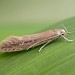 Adult • West Yorkshire, reared from larva in head of Typha • © Ian Kimber