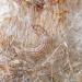 Larva • West Yorkshire, in head of Typha • © Ian Kimber