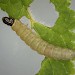 Larva • Upton Towans, Cornwall • © Bob Heckford