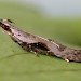 Adult • ex. larva, Chorlton, Gtr. Manchester • © Ben Smart