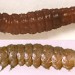 Larvae • On Ulex. Early June. Shropshire & Cheshire. Imagines reared. • © Ian Smith
