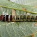Larva • nr. Flaxley, Gloucestershire • © Guy Meredith