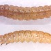 Larva • Final instar. On Ulex europaeus. Early June 2001. Eastham, Cheshire. Imago reared. • © Ian Smith