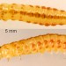 Larva • June. In Atriplex littoralis • © Ian Smith