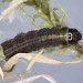 Larva • Trowlesworthy Warren, Devon • © Bob Heckford