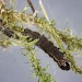 Larva • Trowlesworthy Warren, Devon • © Bob Heckford