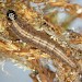 Larva • Braunton Burrows, Devon; adult reared. • © Bob Heckford