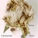Feeding • August, in seed head Centaurea nigra • © Ian Smith