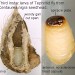 Tephritid • Tephritid larva, often found in seed heads of Centaurea nigra with metzneriella. • © Ian Smith