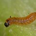 Early instar larva • Hardwick Wood, Plymouth, Devon, on Rubus idaeus • © Bob Heckford