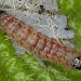 Final instar larva • Hardwick Wood, Plymouth, Devon, on Rubus idaeus • © Bob Heckford