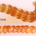 Larva • In Pteridium aquilinum. Late May, Devon, leg. R.J.Heckford. • © Ian Smith