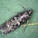 Adult • Braunton Burrows, N. Devon, from larva on Salix viminalis. • © Bob Heckford