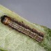 Larva • Braunton Burrows, N. Devon, on Salix viminalis. • © Bob Heckford
