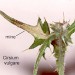 Mine • in Cirsium vulgare. June. • © Ian Smith