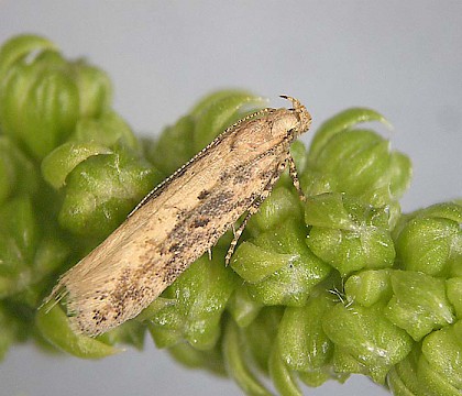 Adult • Heybrook Bay, Devon. Reared from larva on Beta maritima • © Bob Heckford