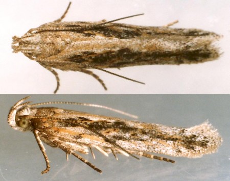 Scrobipalpa samadensis | UKmoths