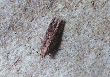 Thyme Moth Scrobipalpa artemisiella