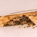 Adult • Ex larva on Solanum dulcamara. Flintshire. • © Ian Smith