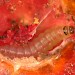 Larva in tomato • M.J. van der Straten • © Plant Protection Service, the Netherlands