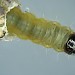 Larva • East Prawle, S. Devon • © Bob Heckford