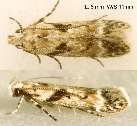 Caryocolum blandella Adult | UKmoths