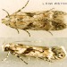 Adult • Ex larva on Stellaria holostea. Leg. R.J.Heckford. • © Ian Smith