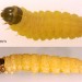 Larva • On Stellaria holostea. Late May, Devon. Leg. R.J.Heckford. Imago reared. • © Ian Smith