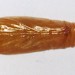 Pupa • Ex larva on Stellaria holostea. Leg. R.J.Heckford. Imago reared. • © Ian Smith