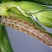 Larva • Torquay, S. Devon. On Stellaria holostea • © Bob Heckford