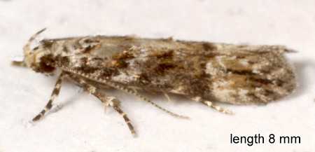 Neotelphusa sequax