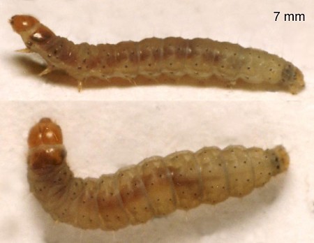 Neotelphusa sequax