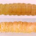 Final instar larva • On Helianthemum nummularium. Early June. Denbighshire • © Ian Smith