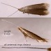 Adult • Ex larva on Rosa. Montgomeryshire. Gen. det. S. Farrell. • © Ian Smith