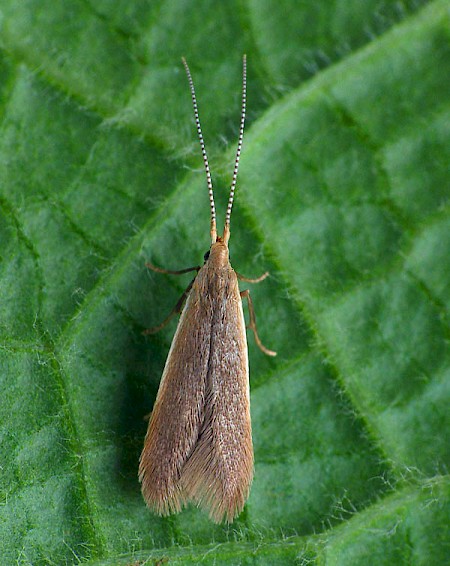 Coleophora limosipennella