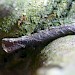 Larval case on Ulmus glabra • Lloyd Wood, Staffs. • © Darren Taylor