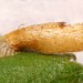 Light larval case • Second (final) case on Betula. Early May. Derbyshire. • © Ian Smith