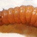 Larva • On Betula. Late May. Derbyshire. • © Ian Smith