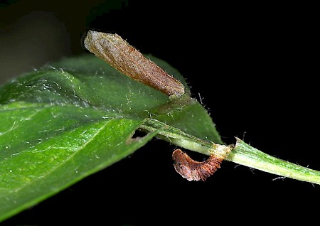 Apple & Plum Case-bearer Coleophora spinella