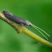 Adult • Ex larva Glapthorn, Northants. Gen Det. • © Patrick Clement