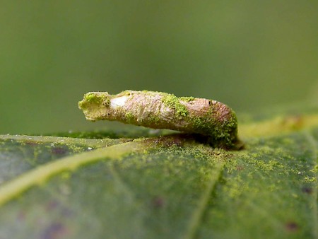 Coleophora trigeminella