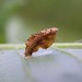 Larval case • On Carpinus, Denham, E. Suffolk • © Nigel Whinney
