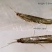 Adult • Reared from larva on Origanum vulgare . Montgomeryshire • © Ian Smith
