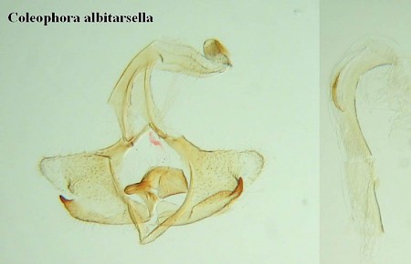 Coleophora albitarsella